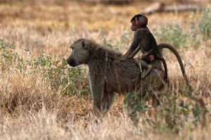 baboon baby sitting on mother