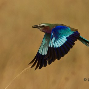 Birds of Africa Archives - Saving Wild