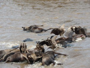 Mara River carnage