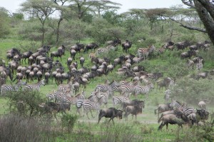 A typical view of the Wildebeest migration