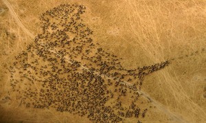 Tanzania safari - wildebeest migration