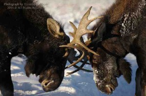 Photo of Moose by Tim Mayo