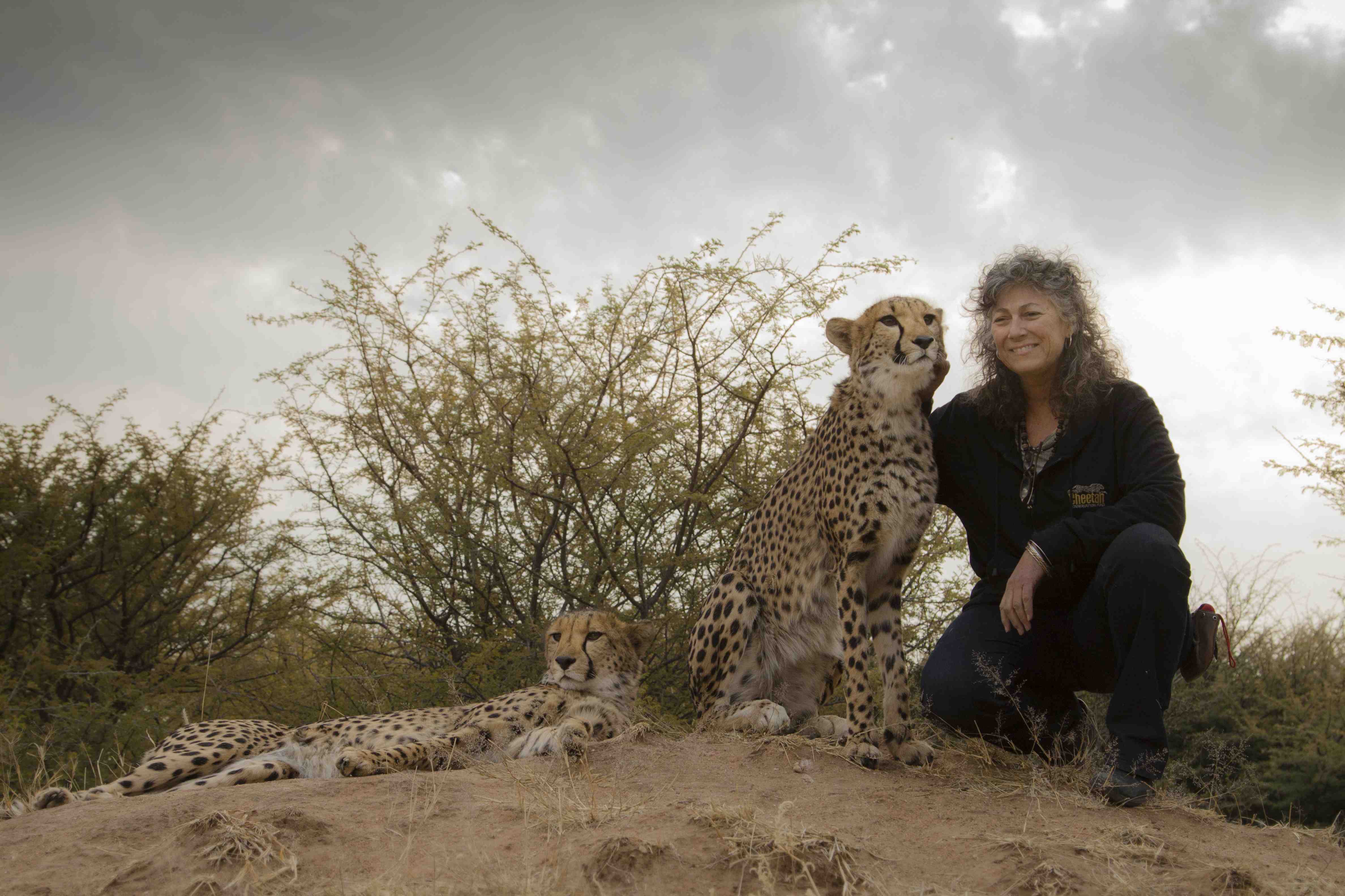 volunteer with cheetah