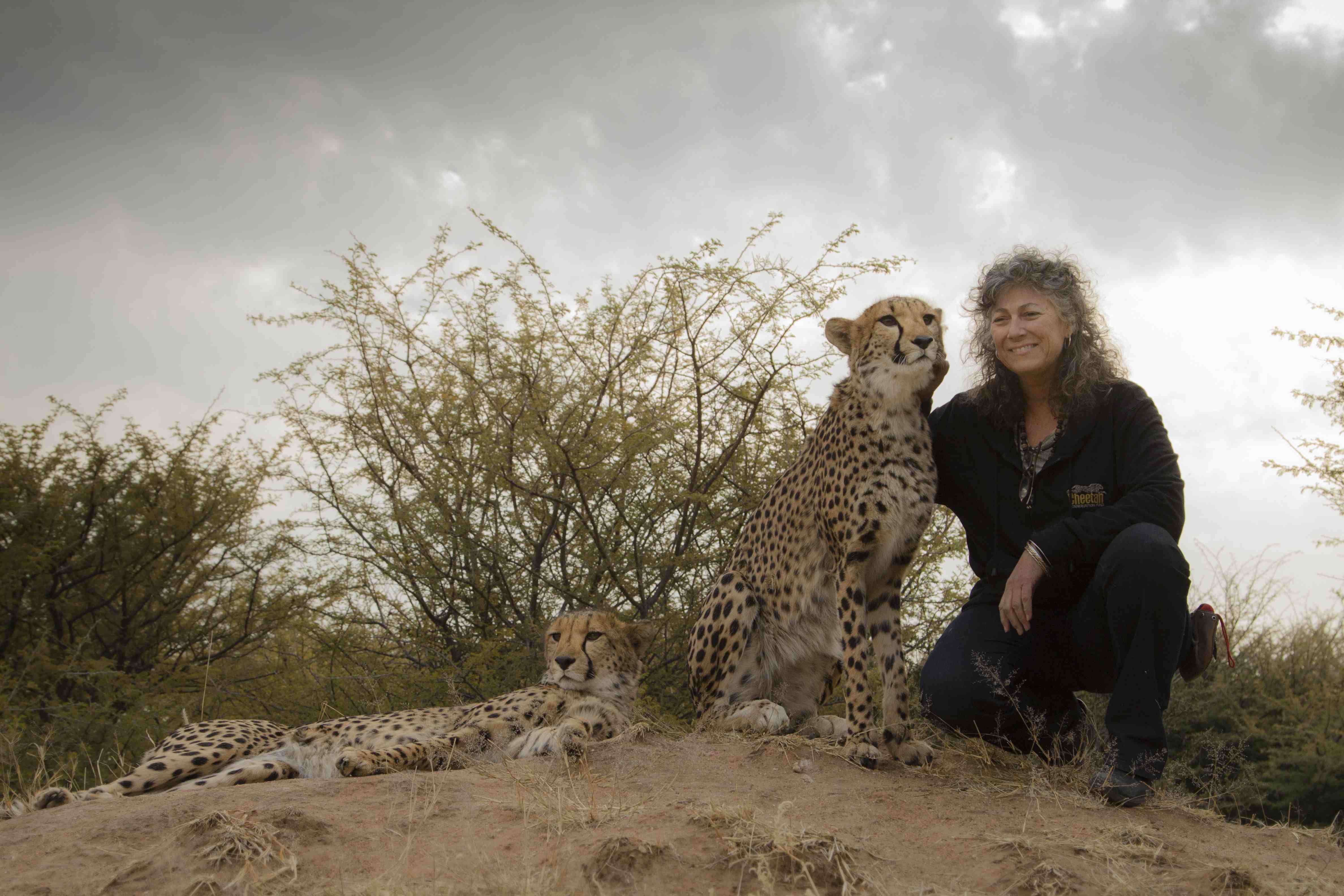 Laurie Marker Cheetah Conservation Fund Saving Wild