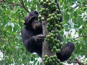 Chimpanzees of Gombe