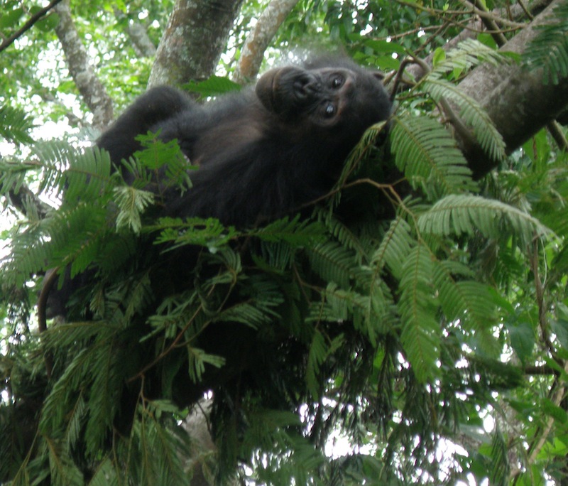 Tanzania Safari - Chimpanzees
