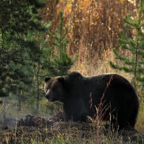 Teton Grizzly Bear