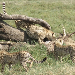 cheetah before hunt