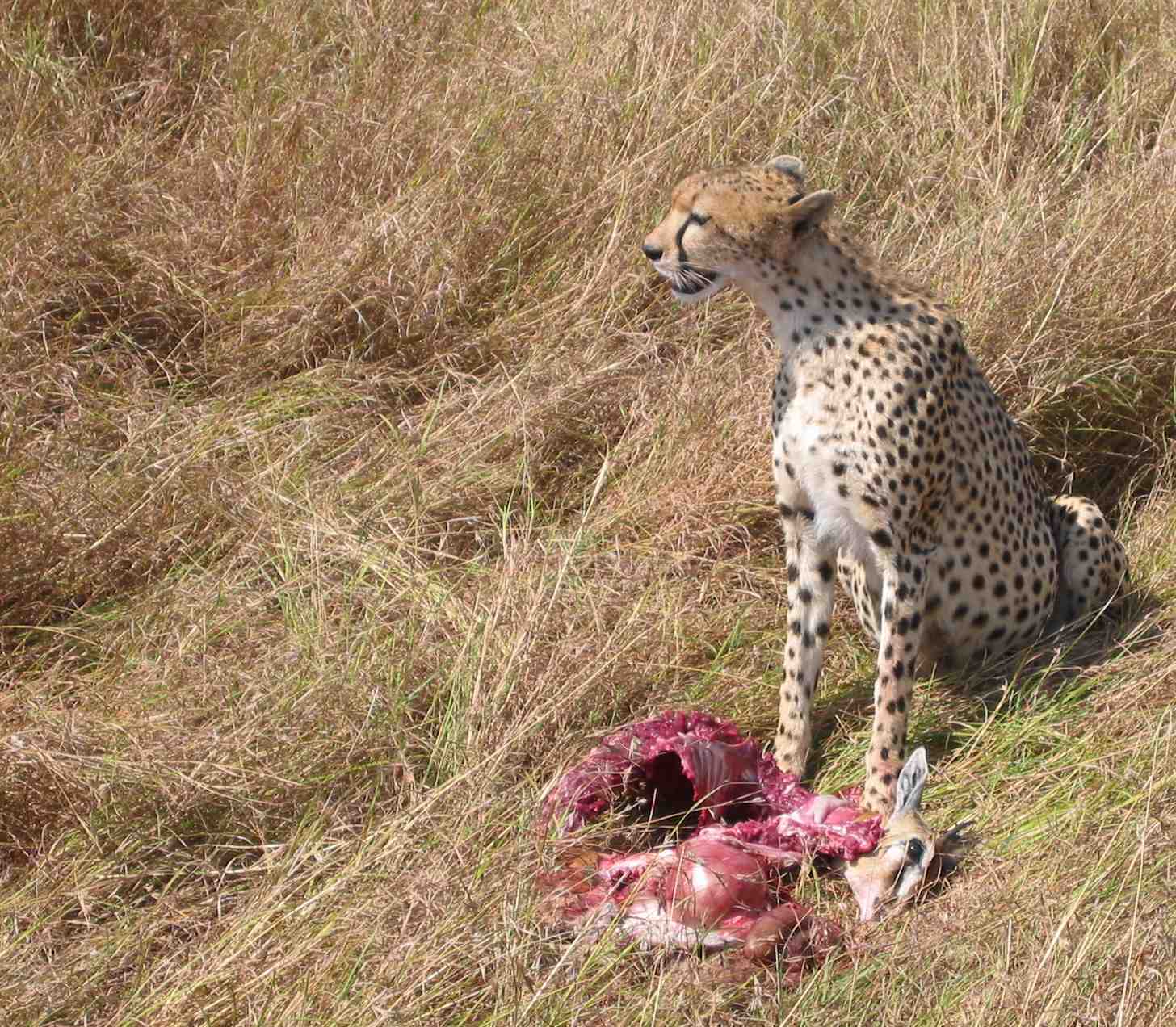 cheetahs hunting