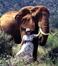 Daphne Sheldrick saving elephants