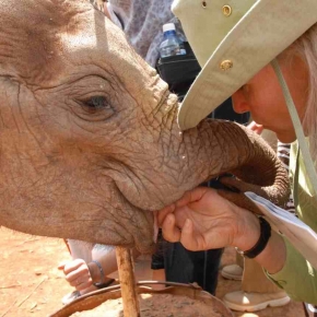 Daphne Sheldrick if famous for her success with orphaned ellie releases back to the wild