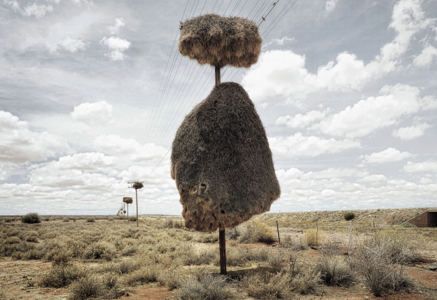 Huge Weaver Birds Nest in Africa