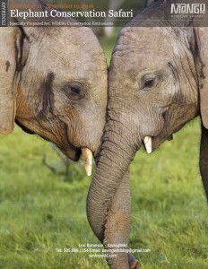 Elephant Focused Safari with Lori Robinson
