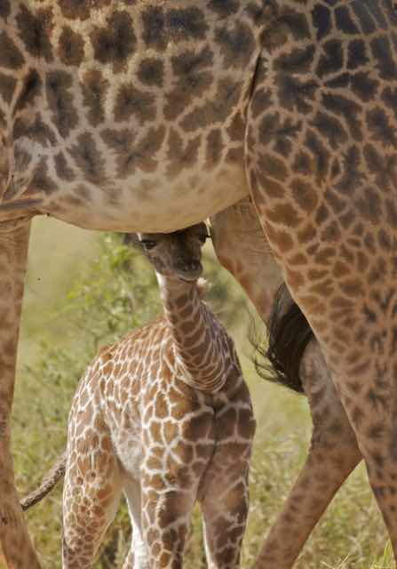 baby giraffe from Saving Wild