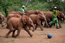 elephants playing ball