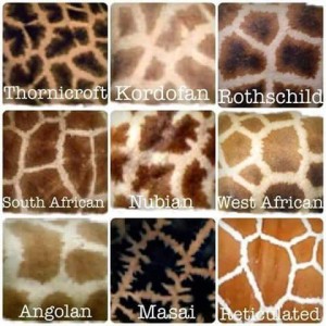 Giraffes skin patterns