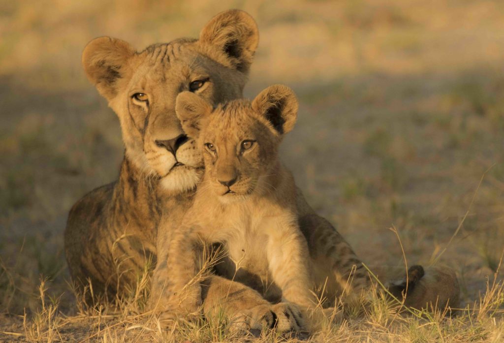African safari expert Lori Robinson is leading 3 safaris in 2019