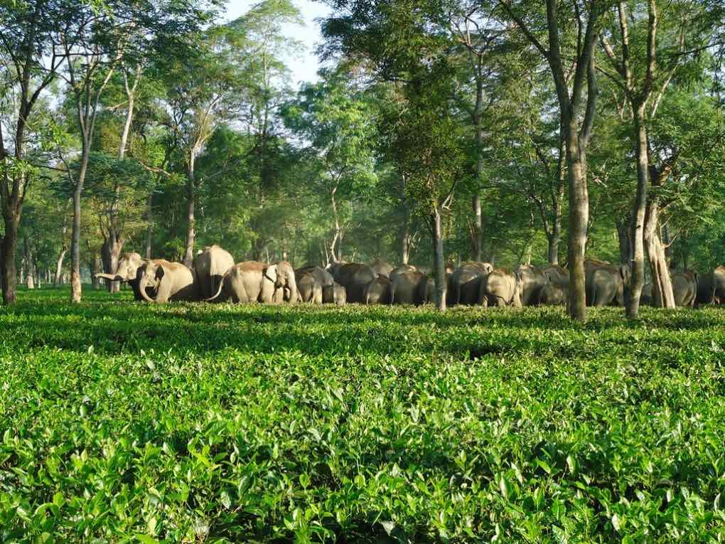 Asian Elephant Human conflict in India for SavingWild.com