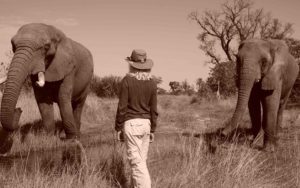 Lori Robinson Up close with Elephants