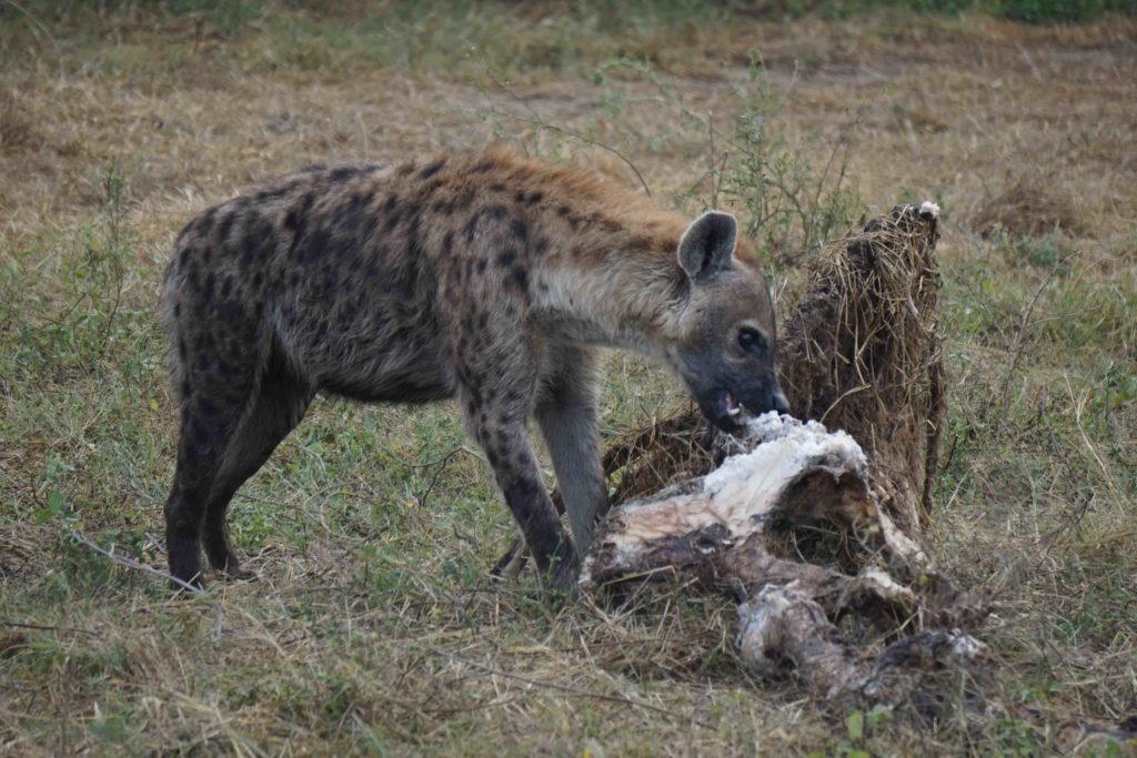 hyena eat giraffe - Saving Wild