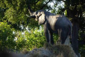 Elephant on Termite mound from Lori Robinson, Saving Wild
