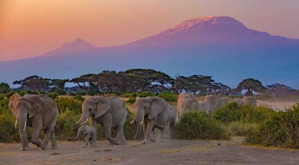 Kenya Safari, Amboseli