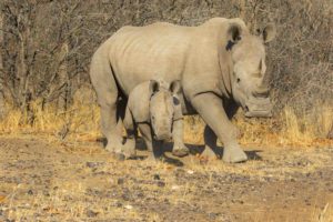 Namibia's black rhino from SavingWild.com