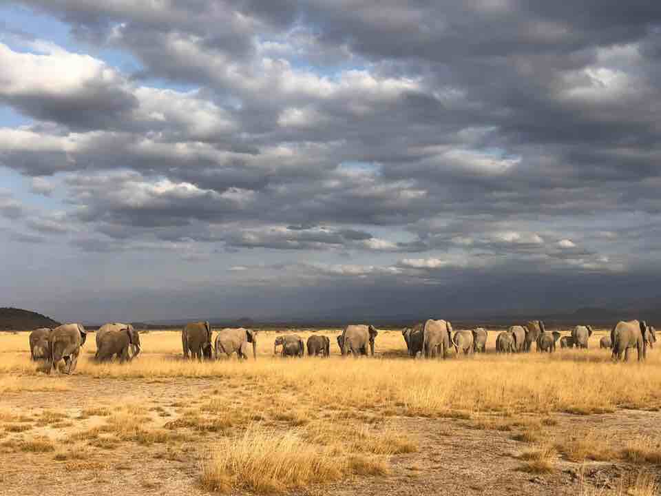 Go on safari with Lori Robinson to Kenya