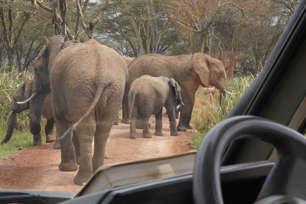 SavingWild safari with elephants