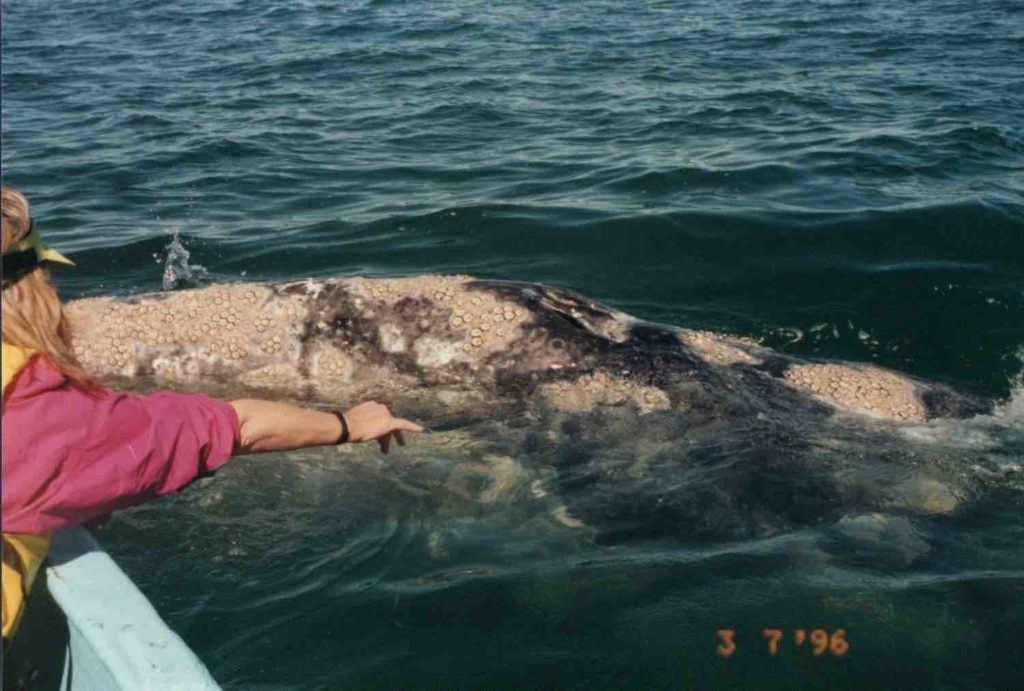 Touching Whales in Baja