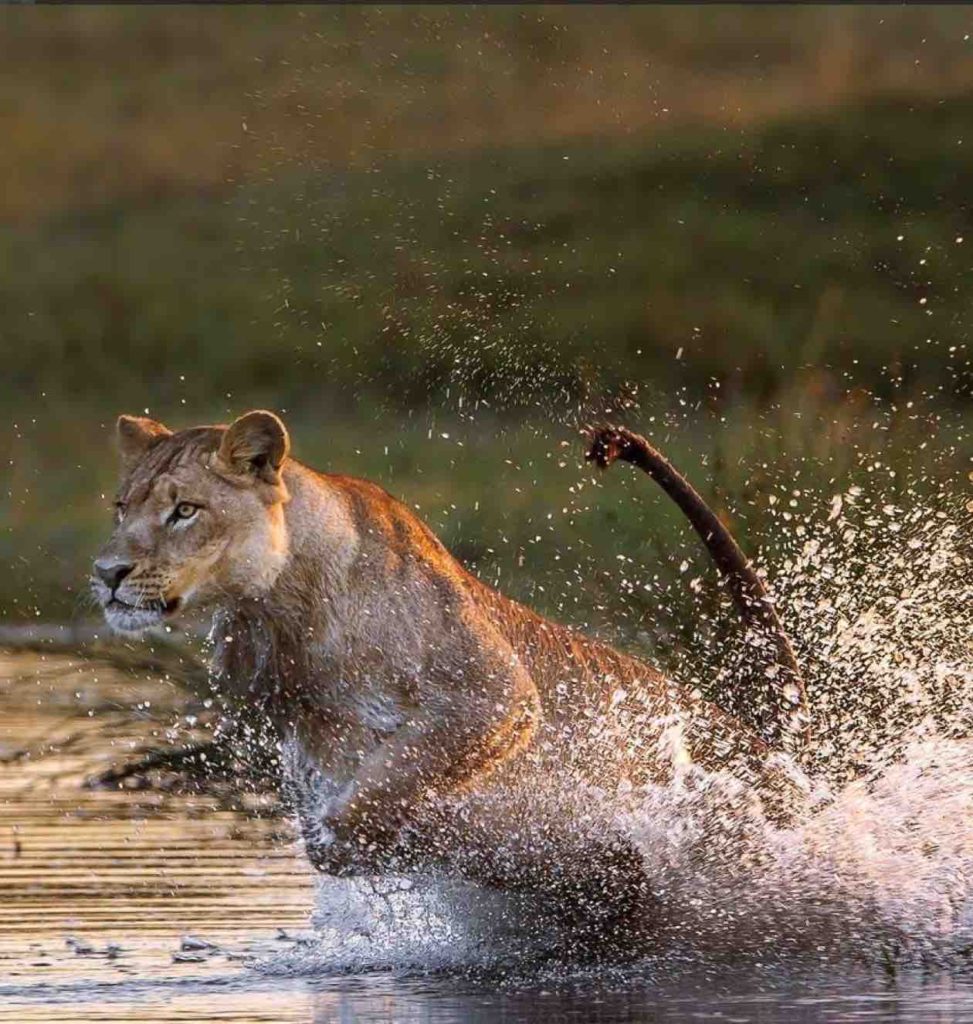 African lion seen on African safari swimming across the Okavango Delta
