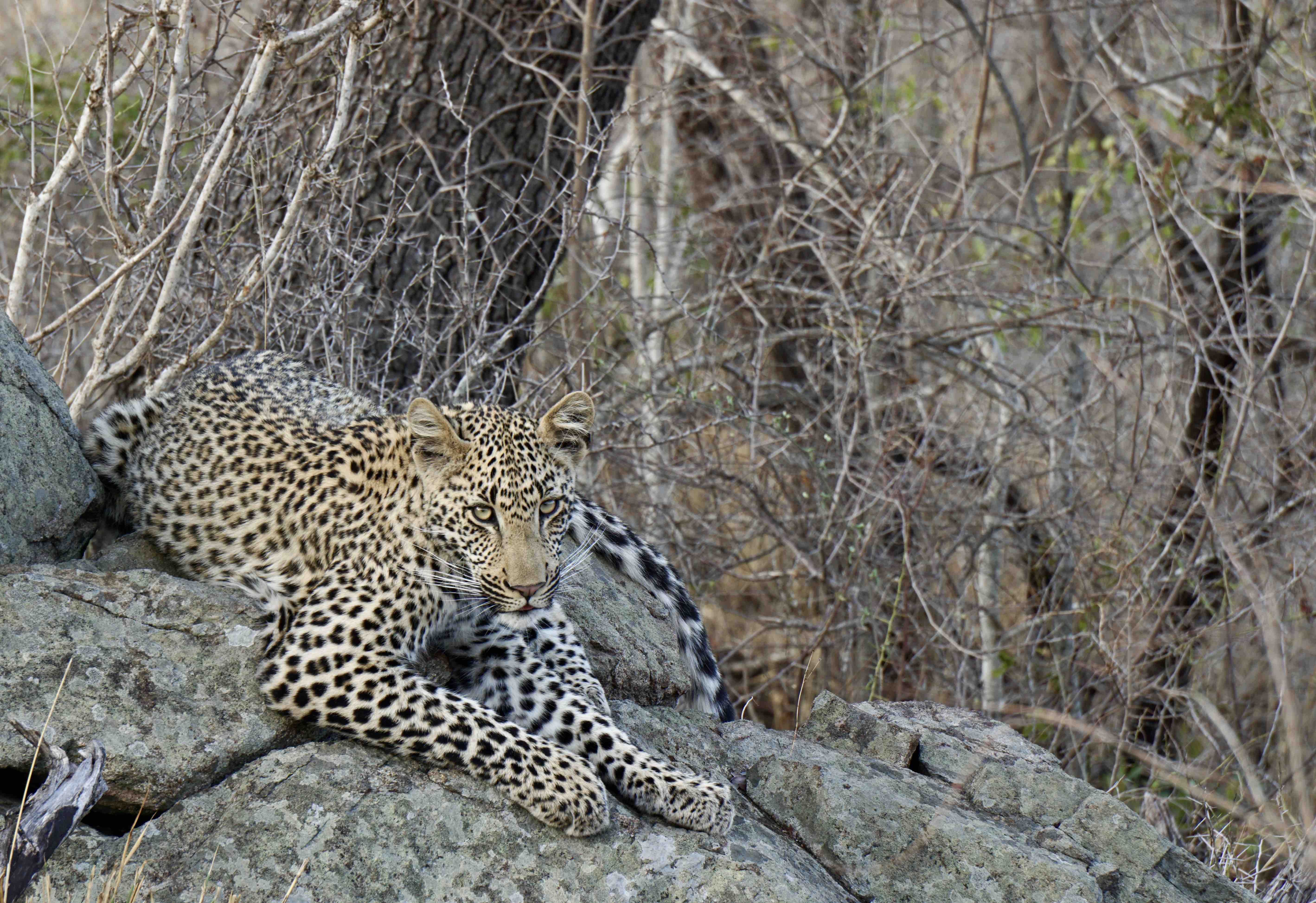Leopards in Sabi Sands are notorious for being calm and habituated to trucks full of tourists.