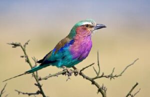 Lilac Breasted Roller in Africa, Saving Wild