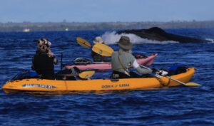 Lori Robinson Kayaking with Whales in Maui