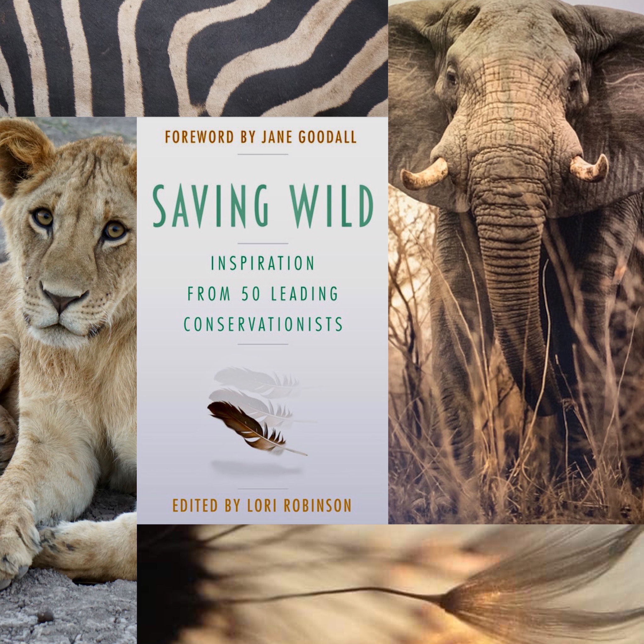 Saving Wild book by Lori Robinson