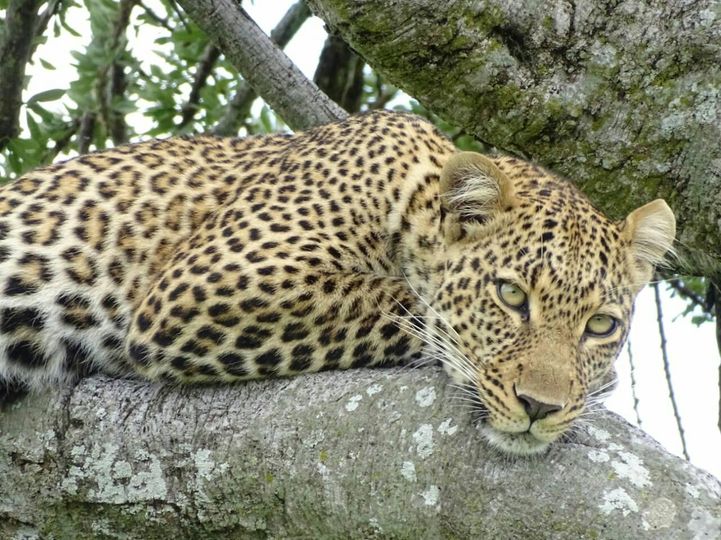 Leopards In Africa - elusive unless you know where to look