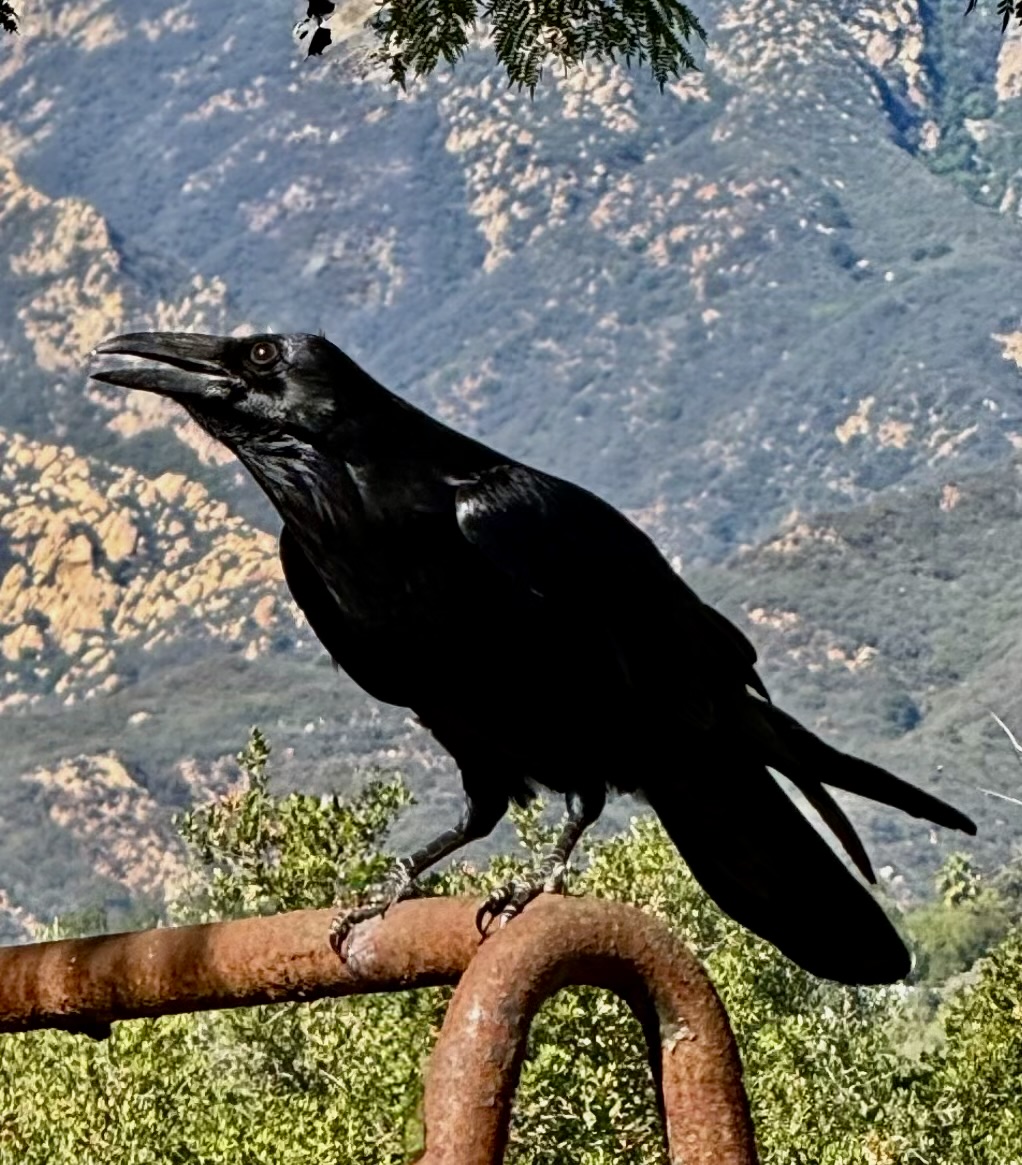 My wild raven friend named Raisin