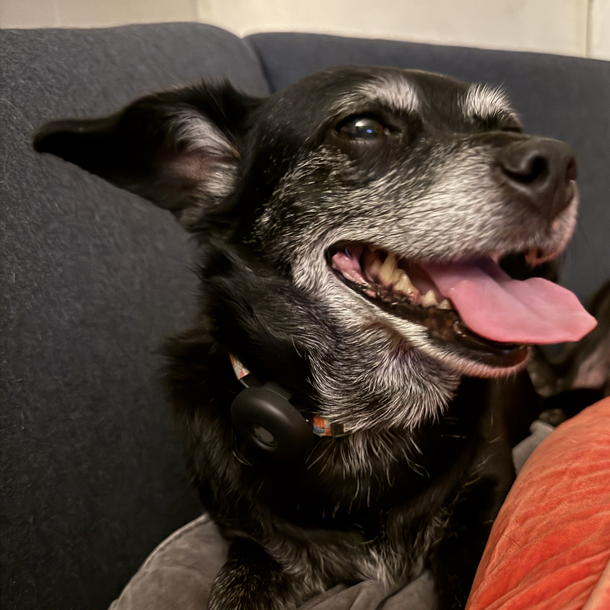 How Dogs Cope with Loss