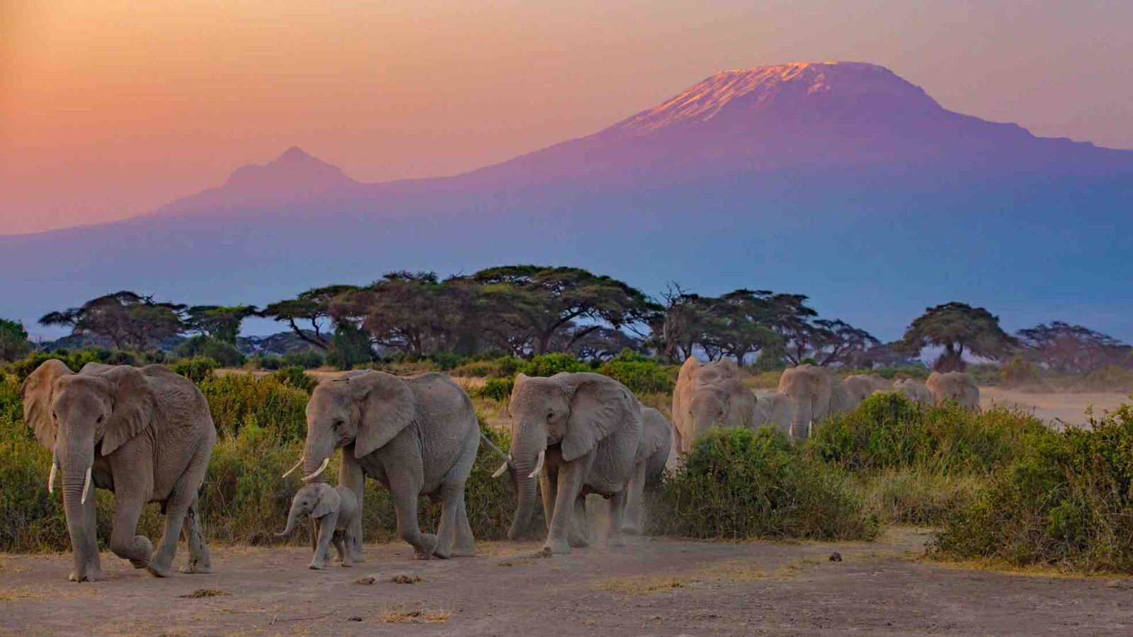 Best Places in Africa for Safari
